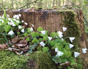 Waldbestattung Cremlinger Horn - Alternative