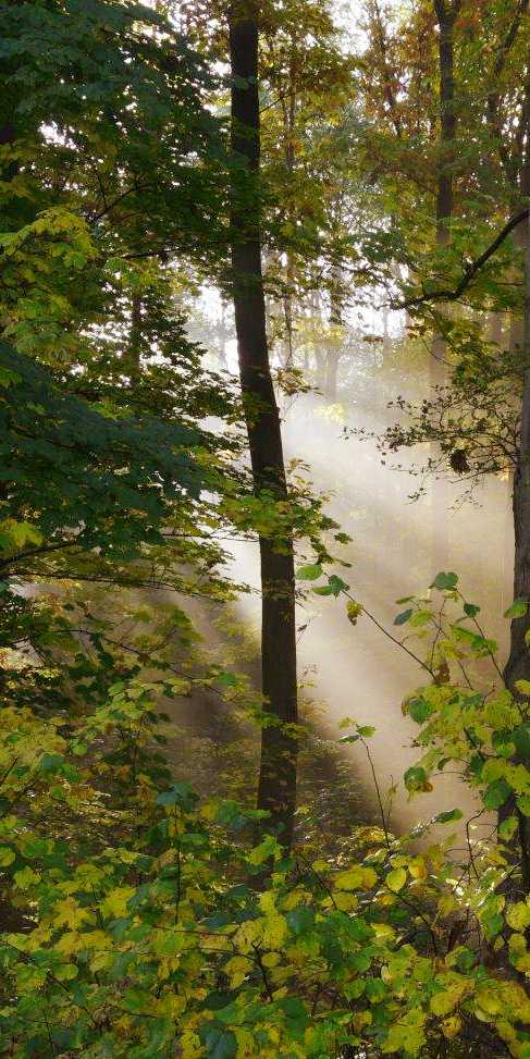 Waldbestattung Cremlinger Horn - Licht im Wald